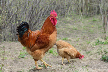 Hen and rooster