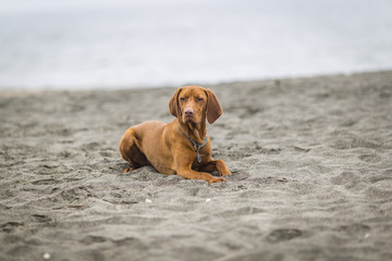 little hunting dog Hungarian Vizslaa playing on the sand on the beach and having fun and posing.young puppy relaxes and trains on the beach.