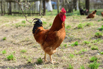 Rooster in the meadow