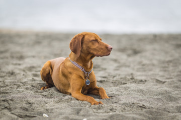 little hunting dog Hungarian Vizslaa playing on the sand on the beach and having fun and posing.young puppy relaxes and trains on the beach.