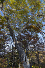 Fototapeta premium 三方岩岳中腹の巨樹
