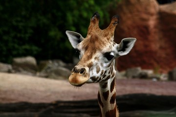 interessierte Giraffe