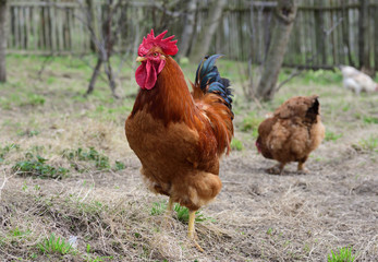 Hens and rooster
