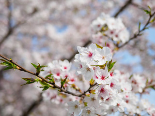Spring flowers series, beautiful white cherry blossoms with blur flowers background.