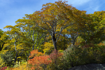 Naklejka premium 秋の白山白川郷ホワイトロード