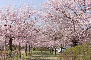 Almond tree alley in the park in springtime