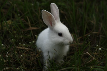 Naklejka na ściany i meble Pretty white rabbit sitting in the grass