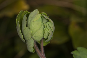 Blattrosette einer Akelei