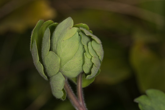 Blattrosette einer Akelei