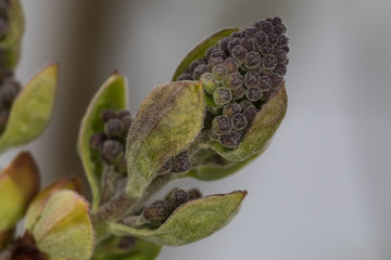 Fliederblüten im Frühjahr