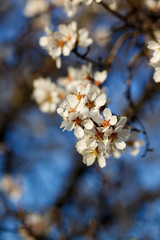 Fototapeta premium Flowers of the cherry or apple blossoms on a spring day. Blue sky background