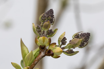 Fliederblüten im Frühjahr