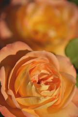 an orange-color classic rose in English rose garden /...