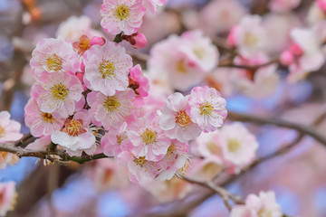 梅の花
