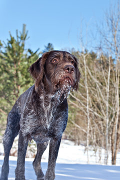 Dog breed  German Wirehaired pointer drathaar  on the snow in nature