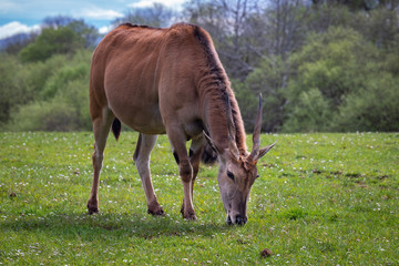 The common eland (Taurotragus oryx), also known as the southern eland or eland antelope.