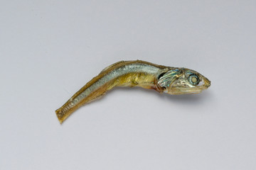 Close up of dried infant sardine used as seasoning in   foods and cooking.  healthy snack food. Niboshi or Iriko fish close up.