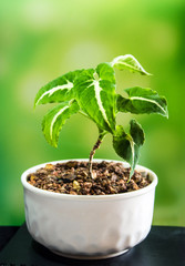 Syngonium growing in the small ceramic pot