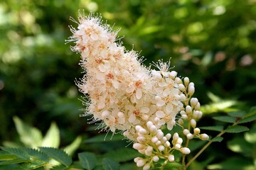 Spiraea Ulmaria Meadowsweet