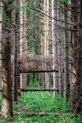Windfall in the spruce forest
