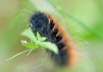 Nahaufnahme der Raupe eines Brombeerspinners, caterpillar Macrothylacia 