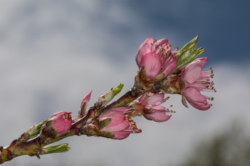 Pfirsichblüten