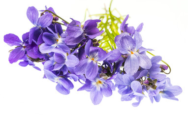 spring violet flowers on a white background