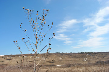 Milk thistle last year`s weathered dry flowers, spring cloudy sky and hills with yellow grass background