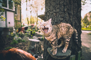 tabby cat yawns on a stump in the yard