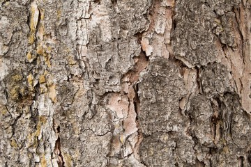 Wood close up