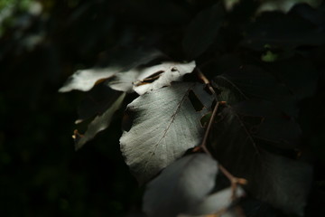 Obraz premium dark leaf