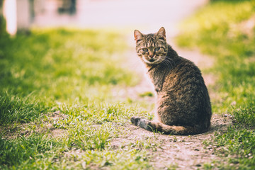 Naklejka na ściany i meble adult cat sits on a path in the park