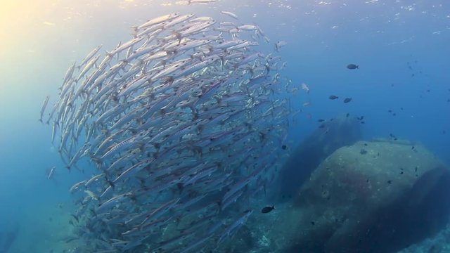 A tornado of schooling Barracuda above a tropical coral reef