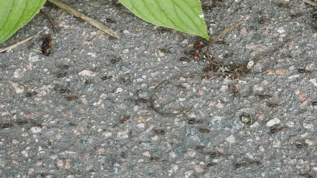Formic road (ant way) to anthill. Red forest ants, Formica rufa, scurrying here and there, foraging, macro
