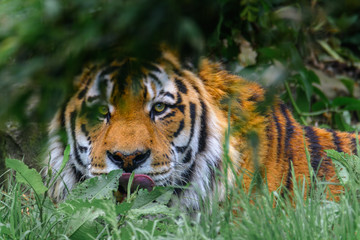 A siberian tiger lurking in dense undergrowth stares at the camera, whilst licking his top lip