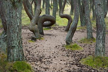 Beautiful forest twisted trunks of the pine trees
