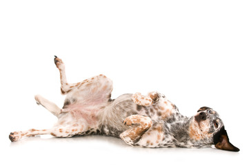 Mischlinghund liegt am Rücken isoliert auf weißem Hintergrund