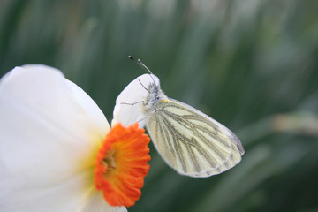 Male Green Veined White feeding on a .white daffodil. Pieris Napi