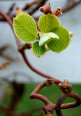 Kiwi im Frühling