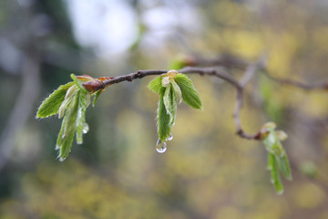 Fresh and young hornbeam leaves with rain drops. Springtime background