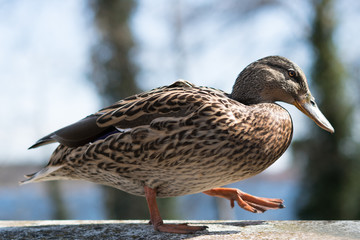 ENTE 