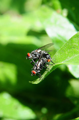 Fliegen bei der Paarung