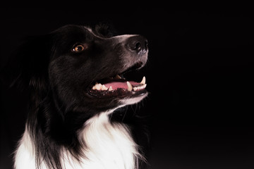 A low key photograph of a young border collie