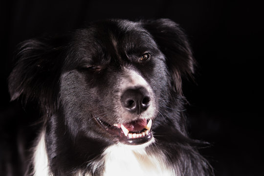 A Border Collie In A Pulling A Funny Face During When Photographed On A Black Background