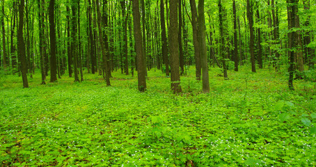 Fototapeta na wymiar green forest in spring