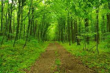 Green forest and path