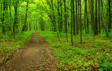 Forest trees in spring