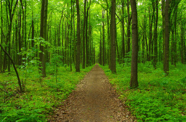 Forest trees in spring