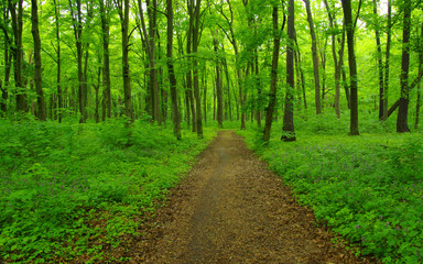 Fototapeta premium Green forest and path