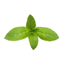 Fresh raw mint leaves